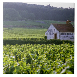 Azulejo viñedo Chambertin Clos de Beze Grand Cru con