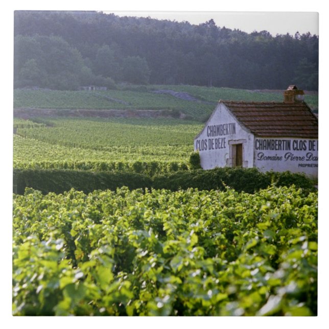 Azulejo viñedo Chambertin Clos de Beze Grand Cru con (Frente)