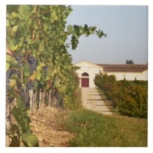 Azulejo Viñedos, vides de petit verdot y la bodega en