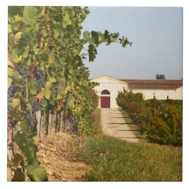 Azulejo Viñedos, vides de petit verdot y la bodega en (Frente)