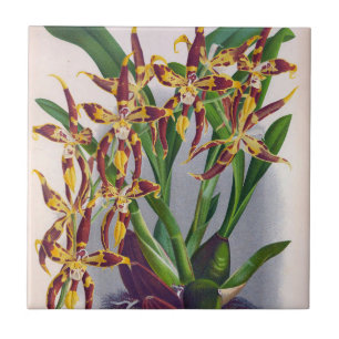 Azulejo Vino de cosecha y orquídea amarilla Odontoglossum