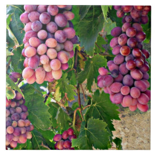 Azulejo Vino de uva