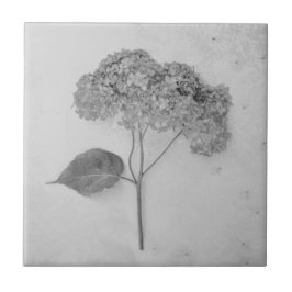 Azulejo Vintage Antiguo Floral De Hidrangea Blanca Y Negra