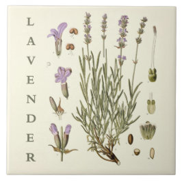 Azulejo Vintage Art: Lavender Plant and Flowers Scientific