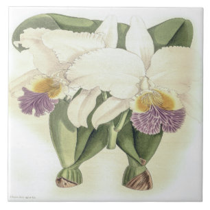 Azulejo Vintage Cattleya Mendelii Bella Orchid Flor
