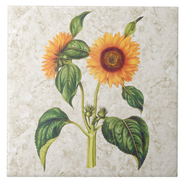Azulejo Vintage del girasol botánico (Frente)