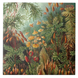 Azulejo Vintage Ernst Haeckel Mosses