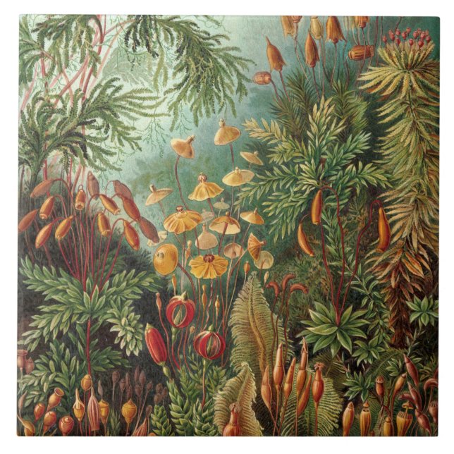 Azulejo Vintage Ernst Haeckel Mosses (Frente)