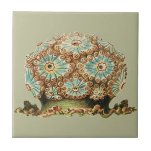 Azulejo Vintage Ernst Haeckel Vida Marina Verde Azul Naran