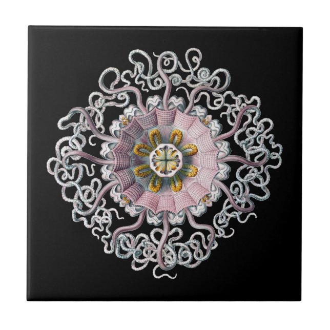 Azulejo Vintage Haeckel (Frente)