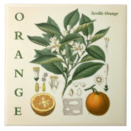 Azulejo Vintage Kitchen Art: Orange Citrus Tree flowers
