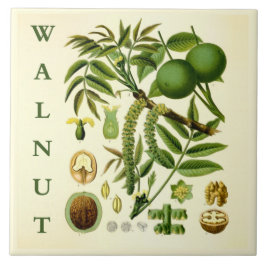 Azulejo Vintage Kitchen Art: Walnut Nut Tree Leaves