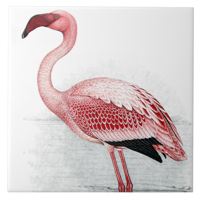 Azulejo Vintage Lesser Flamingo Claude Gibney Finch Davies (Frente)