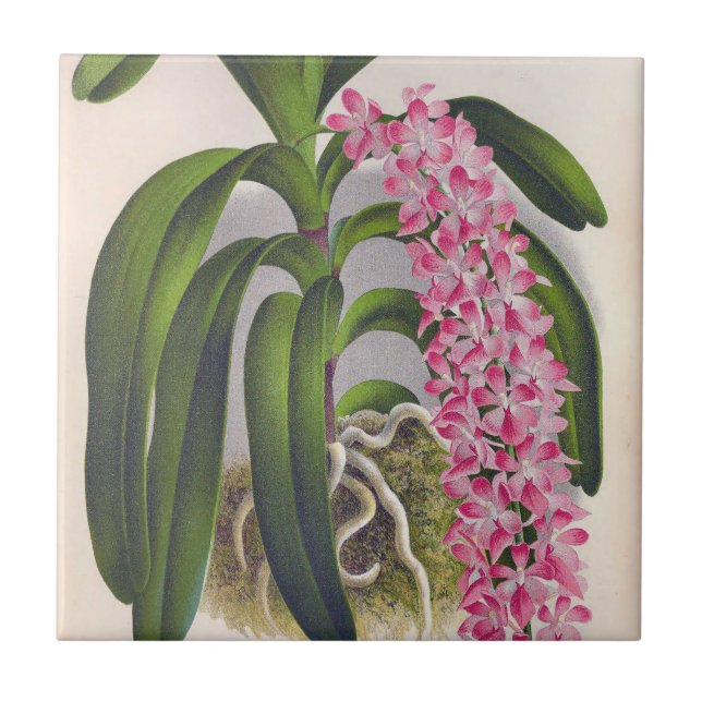 Azulejo Vintage Lilac Orquid Aerides Fieldingi Lindenia (Frente)