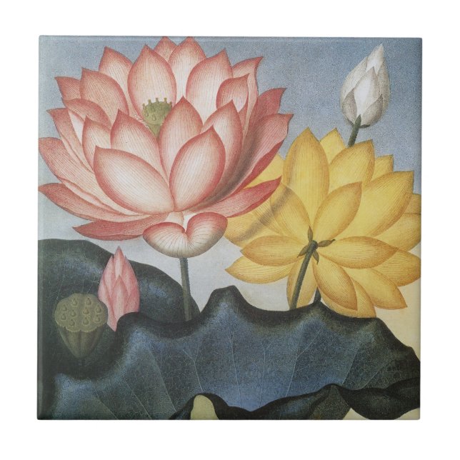 Azulejo Vintage Lotus Flowers, The Sacred Egyptian Bean (Frente)
