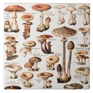 Azulejo Vintage Mushrooms By Adolphe Millot 
