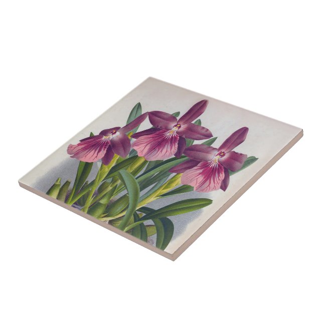 Azulejo Vintage Purple Lady Orchids Miltonia Spectabilis (Lado)