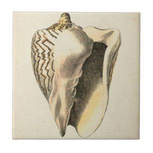 Azulejo Vintage Sepia Conch Shell
