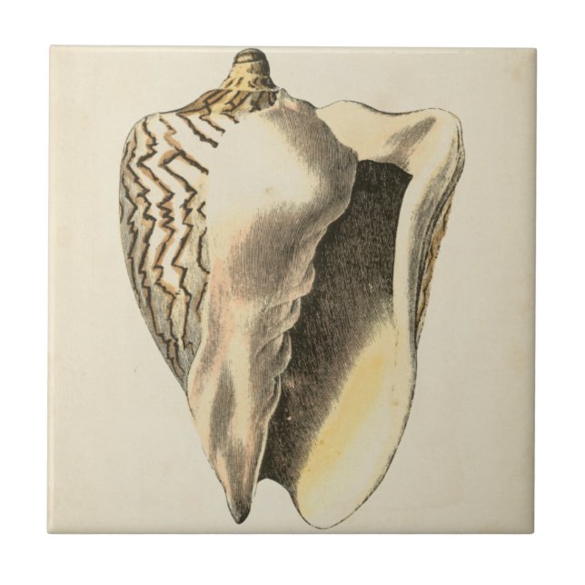 Azulejo Vintage Sepia Conch Shell (Frente)