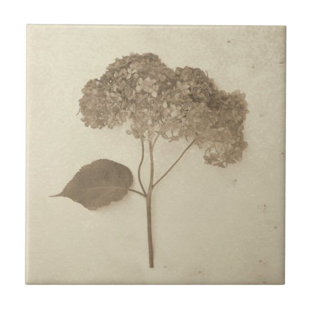 Azulejo Vintage Sepia Hydrangea Country Floral (Frente)