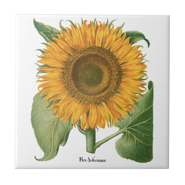 Azulejo Vintage Sunflower Flower by Basilius Besler (Frente)