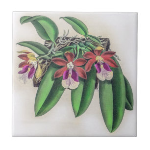 Azulejo Vintage Trichocentrum Albopurpureum Orquid Flower