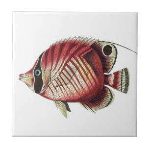 Azulejo Vintage Tropical Angel Fish