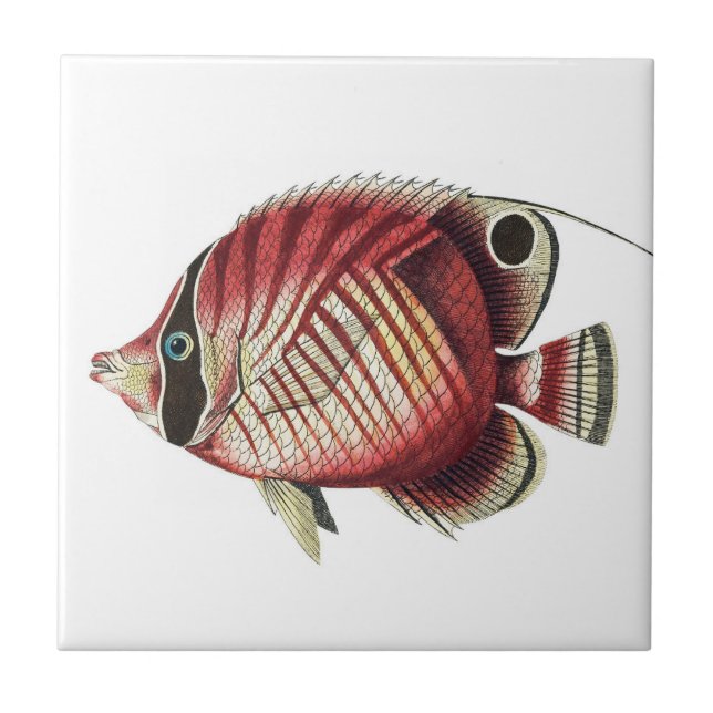 Azulejo Vintage Tropical Angel Fish (Frente)