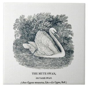 Azulejo Vintage White Swan de Thomas Bewick