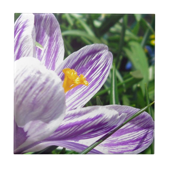 Azulejo Violet Spring Crocus (Frente)