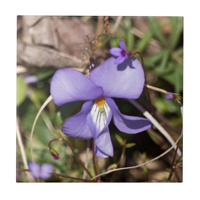 Azulejo Violeta de pies-pájaros con Bluets (Frente)