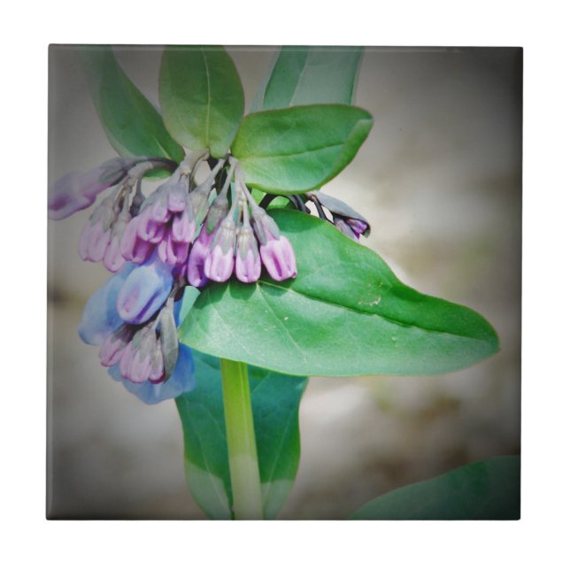 Azulejo Virginina Bluebells (Frente)