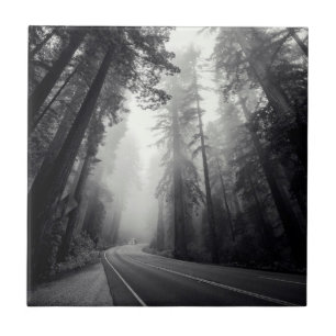 Azulejo Vista de los árboles de la secoya en bosque