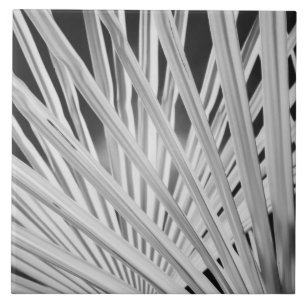 Azulejo Vista en blanco y negro de frondas de palmeras