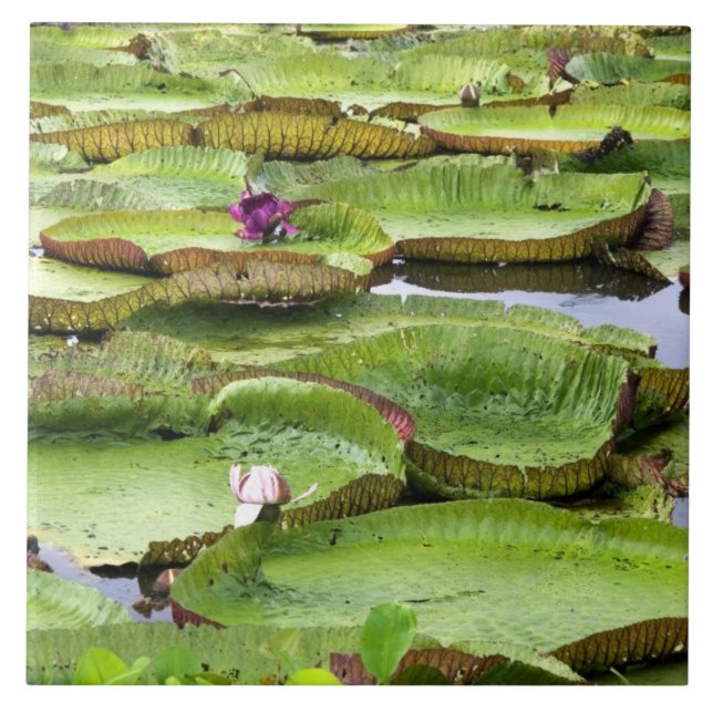 Azulejo Vitoria Regis, nenúfares gigantes en el Amazonas (Frente)