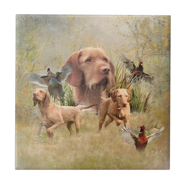 Azulejo Vizsla de cabello alámbrico húngaro (Frente)