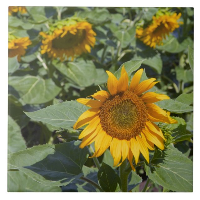 Azulejo WA, Condado de Kittitas, Campo de Girasoles (Frente)