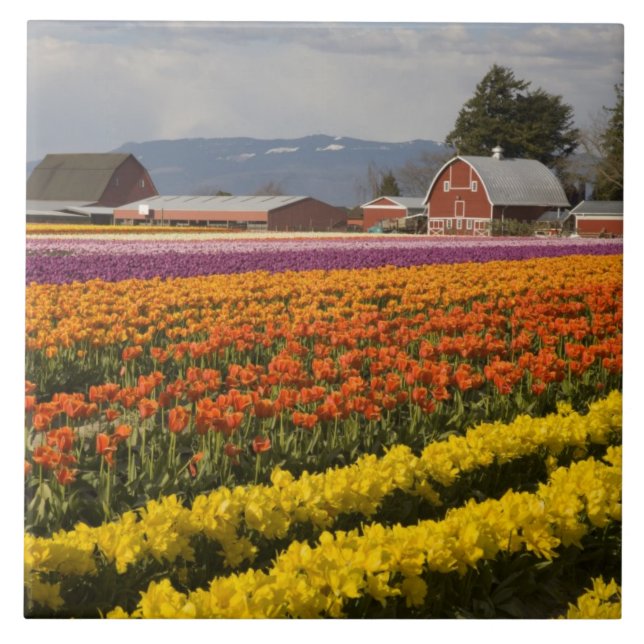 Azulejo WA, Skagit Valley, campos Tulip en flor, en (Frente)