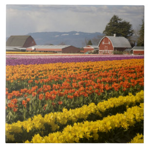 Azulejo WA, Valle de Skagit, Campos de tulipanes en flor, 