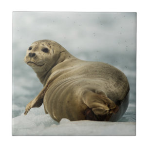 Azulejo Wary Seal