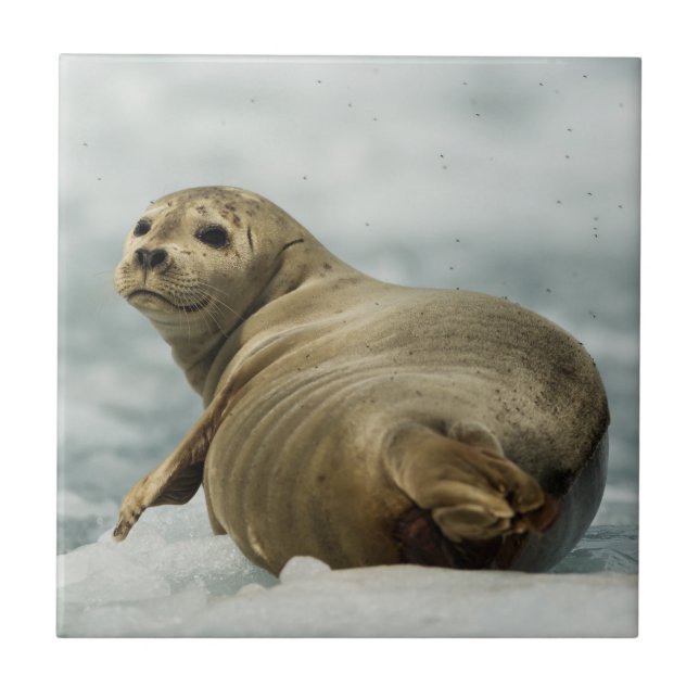 Azulejo Wary Seal (Frente)