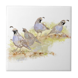 Azulejo Watercolor California Quail Bird Nature Art