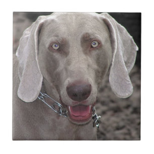 Azulejo Weimaraner