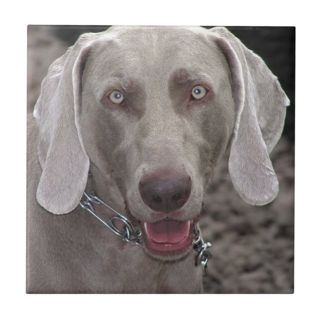 Azulejo Weimaraner (Frente)