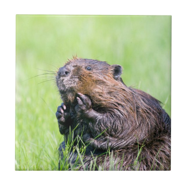 Azulejo Wet Beaver (Frente)