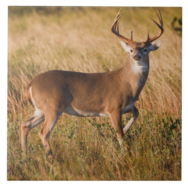 Azulejo White-tailed Deer | Autumn in TX (Frente)