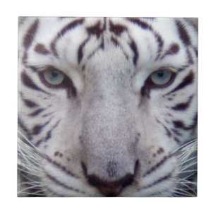 Azulejo white-tiger2-10x10