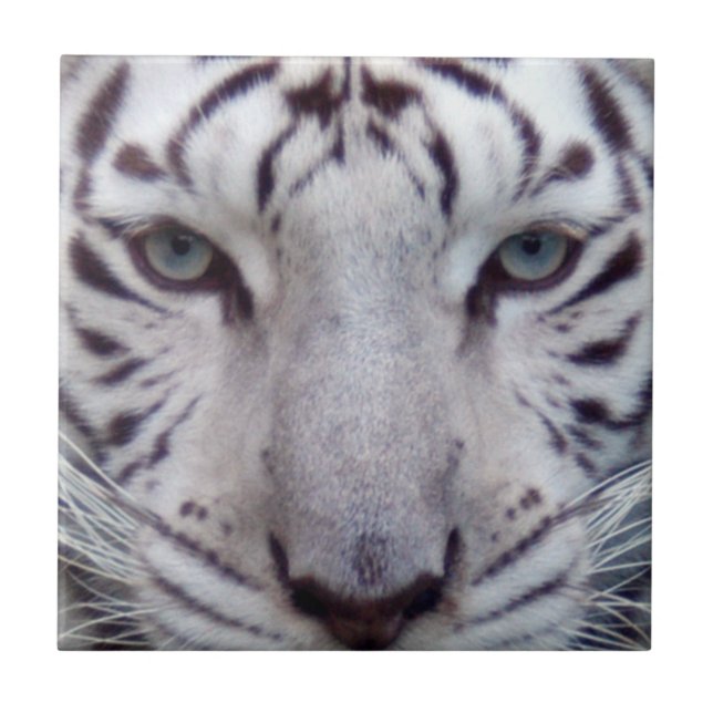 Azulejo white-tiger2-10x10 (Frente)