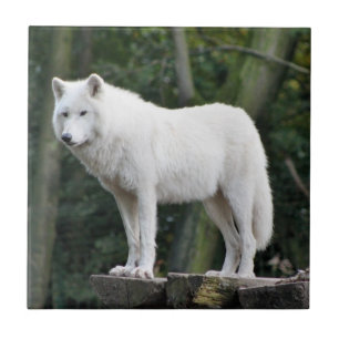 Azulejo White Wolf salvaje
