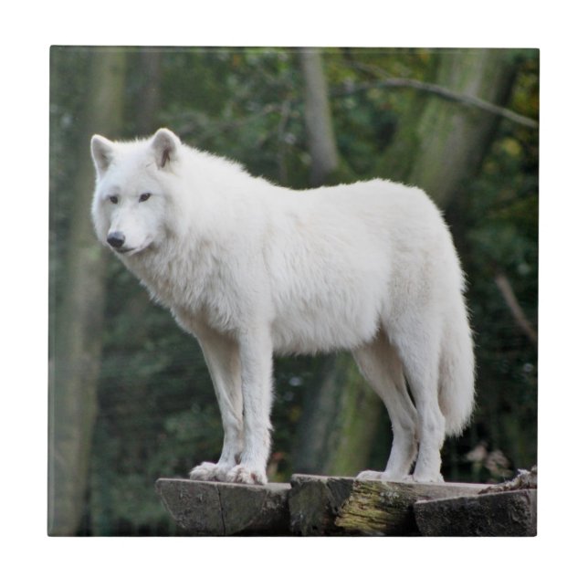 Azulejo White Wolf salvaje (Frente)